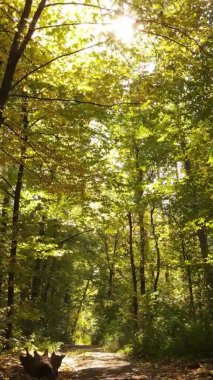 Sonbaharda ormandaki ağaçların dikey videosu