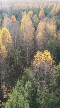 Sonbaharda ormandaki ağaçların dikey videosu