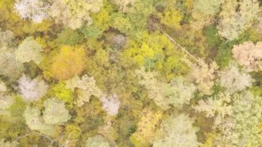 Sonbaharda ormandaki ağaçların dikey videosu