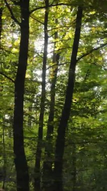 Sonbaharda ormandaki ağaçların dikey videosu