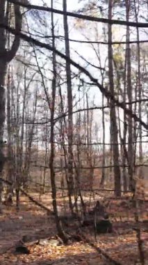 Sonbaharda ormandaki ağaçların dikey videosu