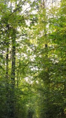 Sonbaharda ormandaki ağaçların dikey videosu