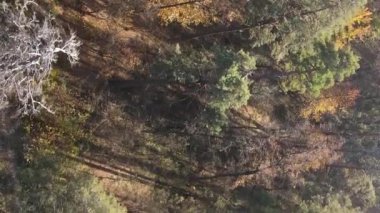 Sonbaharda ormandaki ağaçların dikey videosu