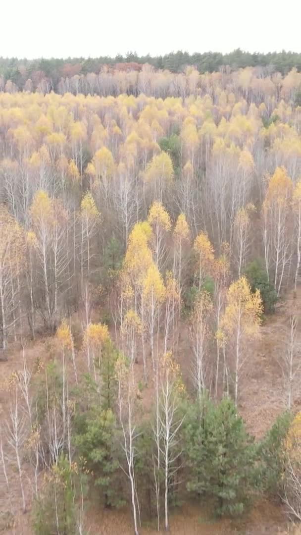 Vertical Video Trees Forest Autumn — Stock Video