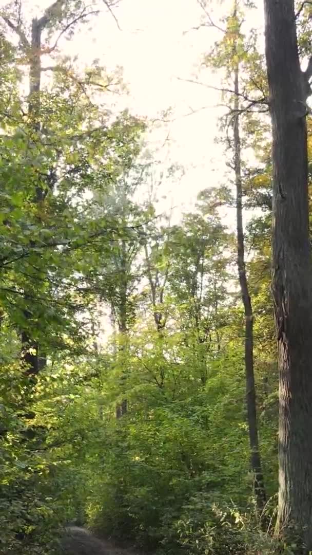 Sonbaharda Ormandaki Ağaçların Dikey Videosu — Stok video