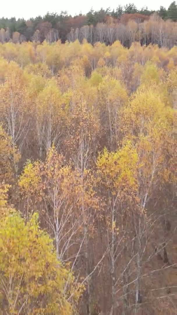 Vertical Video Trees Forest Autumn — Stock Video