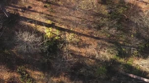 Vertikales Video Von Bäumen Wald Herbst — Stockvideo