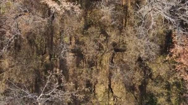 Vidéo Verticale Des Arbres Dans Forêt Automne — Video