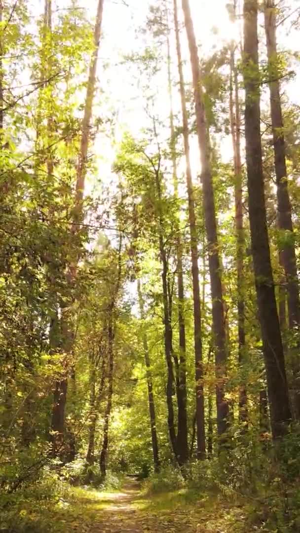 Vidéo Verticale Des Arbres Dans Forêt Automne — Video