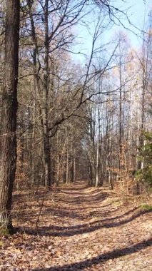 Sonbaharda ormandaki ağaçların dikey videosu