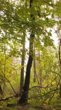 Sonbaharda ormandaki ağaçların dikey videosu