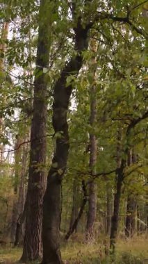 Sonbaharda ormandaki ağaçların dikey videosu