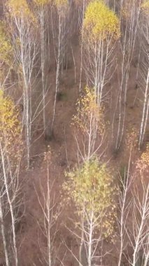 Sonbaharda ormandaki ağaçların dikey videosu