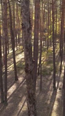 Sonbaharda ormandaki ağaçların dikey videosu