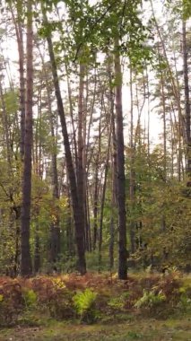 Sonbaharda ormandaki ağaçların dikey videosu