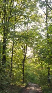 Sonbaharda ormandaki ağaçların dikey videosu