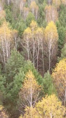 Sonbaharda ormandaki ağaçların dikey videosu