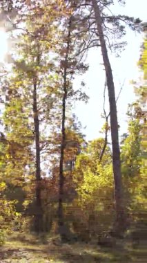 Sonbaharda ormandaki ağaçların dikey videosu