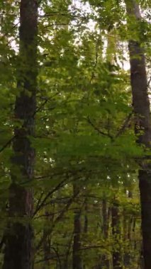 Sonbaharda ormandaki ağaçların dikey videosu