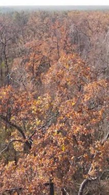 Sonbaharda ormandaki ağaçların dikey videosu