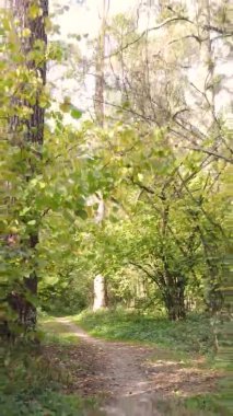 Sonbaharda ormandaki ağaçların dikey videosu