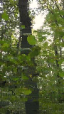 Sonbaharda ormandaki ağaçların dikey videosu