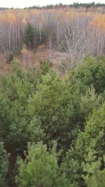 Sonbaharda ormandaki ağaçların dikey videosu