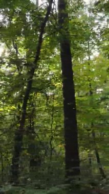 Sonbaharda ormandaki ağaçların dikey videosu