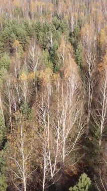 Sonbaharda ormandaki ağaçların dikey videosu