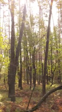 Sonbaharda ormandaki ağaçların dikey videosu