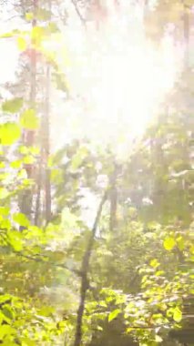 Sonbaharda ormandaki ağaçların dikey videosu