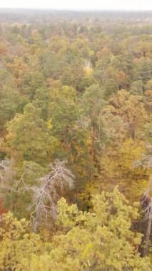 Sonbaharda ormandaki ağaçların dikey videosu