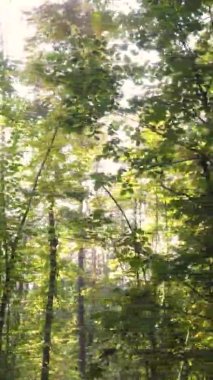 Sonbaharda ormandaki ağaçların dikey videosu