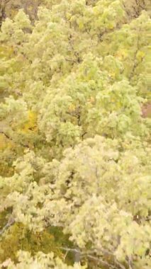 Sonbaharda ormandaki ağaçların dikey videosu