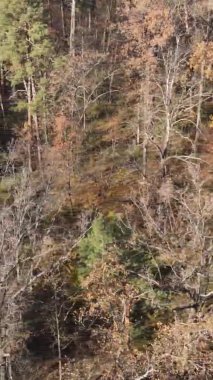 Sonbaharda ormandaki ağaçların dikey videosu