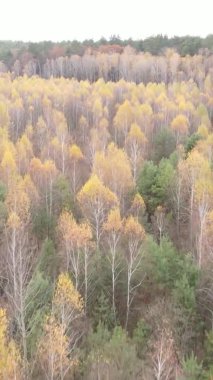 Sonbaharda ormandaki ağaçların dikey videosu