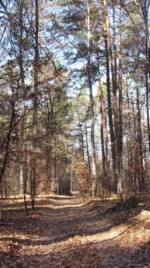 Sonbaharda ormandaki ağaçların dikey videosu