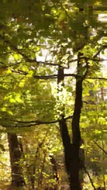 Sonbaharda ormandaki ağaçların dikey videosu