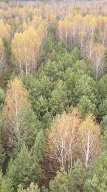 Sonbaharda ormandaki ağaçların dikey videosu