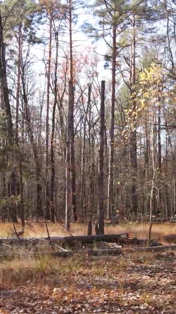 Vertikales Video Von Bäumen Wald Herbst — Stockvideo