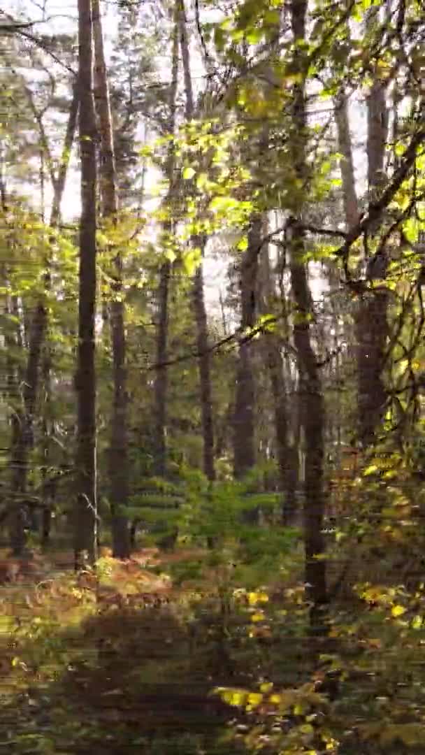 Vídeo Vertical Árboles Bosque Otoño — Vídeos de Stock
