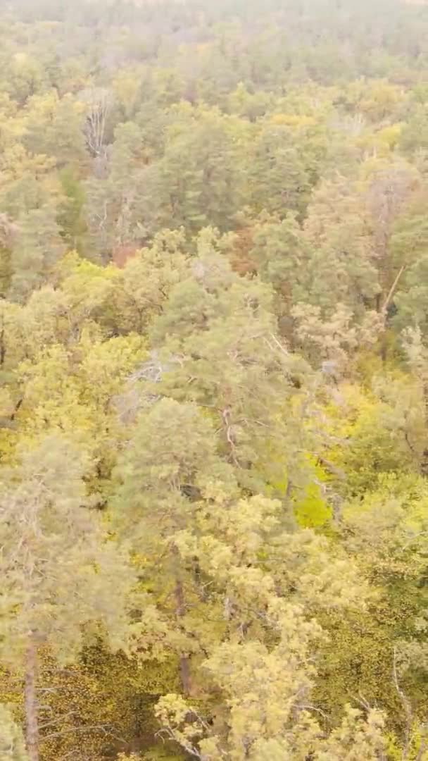 秋の森の木々の垂直ビデオ — ストック動画