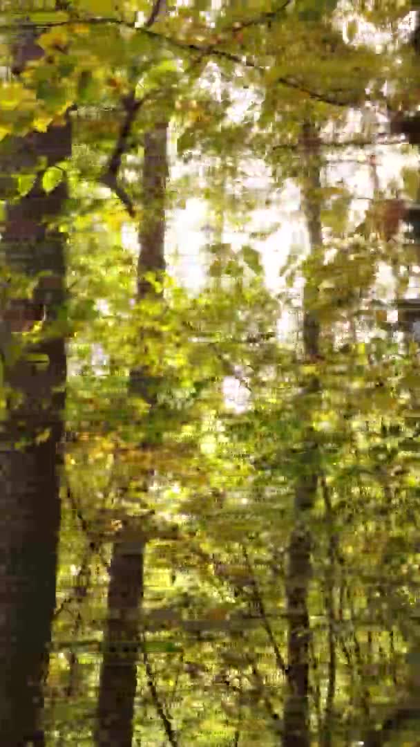 Vertikal Video Träd Skogen Hösten — Stockvideo