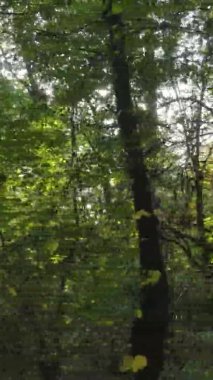 Sonbaharda ormandaki ağaçların dikey videosu