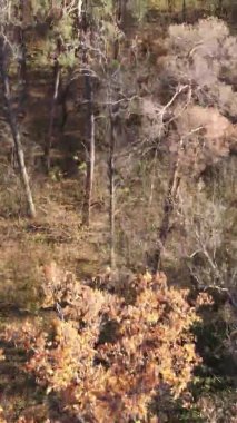 Sonbaharda ormandaki ağaçların dikey videosu