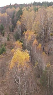 Sonbaharda ormandaki ağaçların dikey videosu