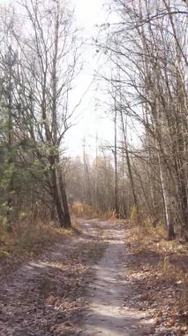 Sonbaharda ormandaki ağaçların dikey videosu