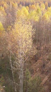 Sonbaharda ormandaki ağaçların dikey videosu