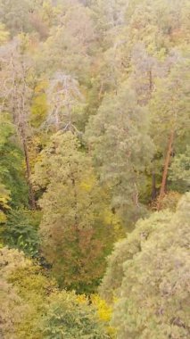 Sonbaharda ormandaki ağaçların dikey videosu