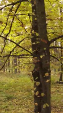 Sonbaharda ormandaki ağaçların dikey videosu